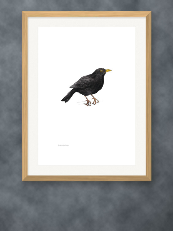 Putnu zīmējumu posteris - Melnais meža strazds (tēviņš)  - A3