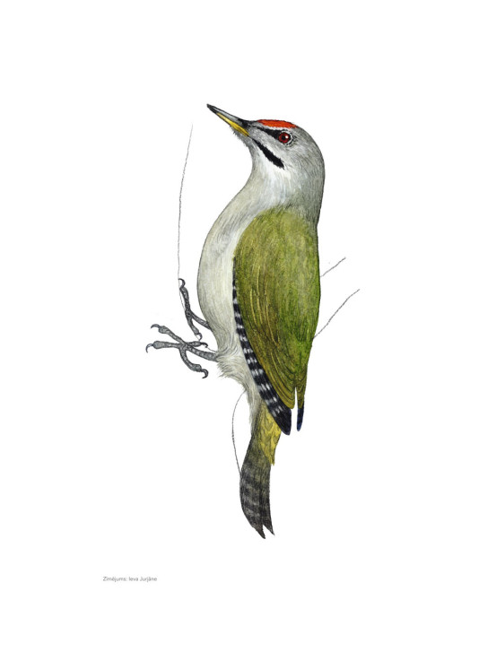 Putnu zīmējumu posteris - Pelēkā dzilna (tēviņš) - A3