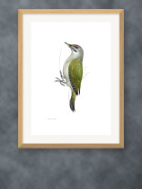 Putnu zīmējumu posteris - Pelēkā dzilna (tēviņš) - A3