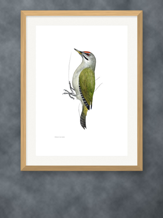 Putnu zīmējumu posteris - Pelēkā dzilna (tēviņš) - A3