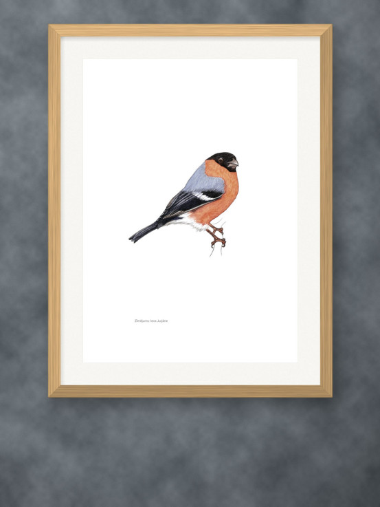 Putnu zīmējumu posteris - Svilpis jeb Sarkankrūtītis (tēviņš) - A4