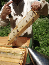 Honey from Pavāru māja garden